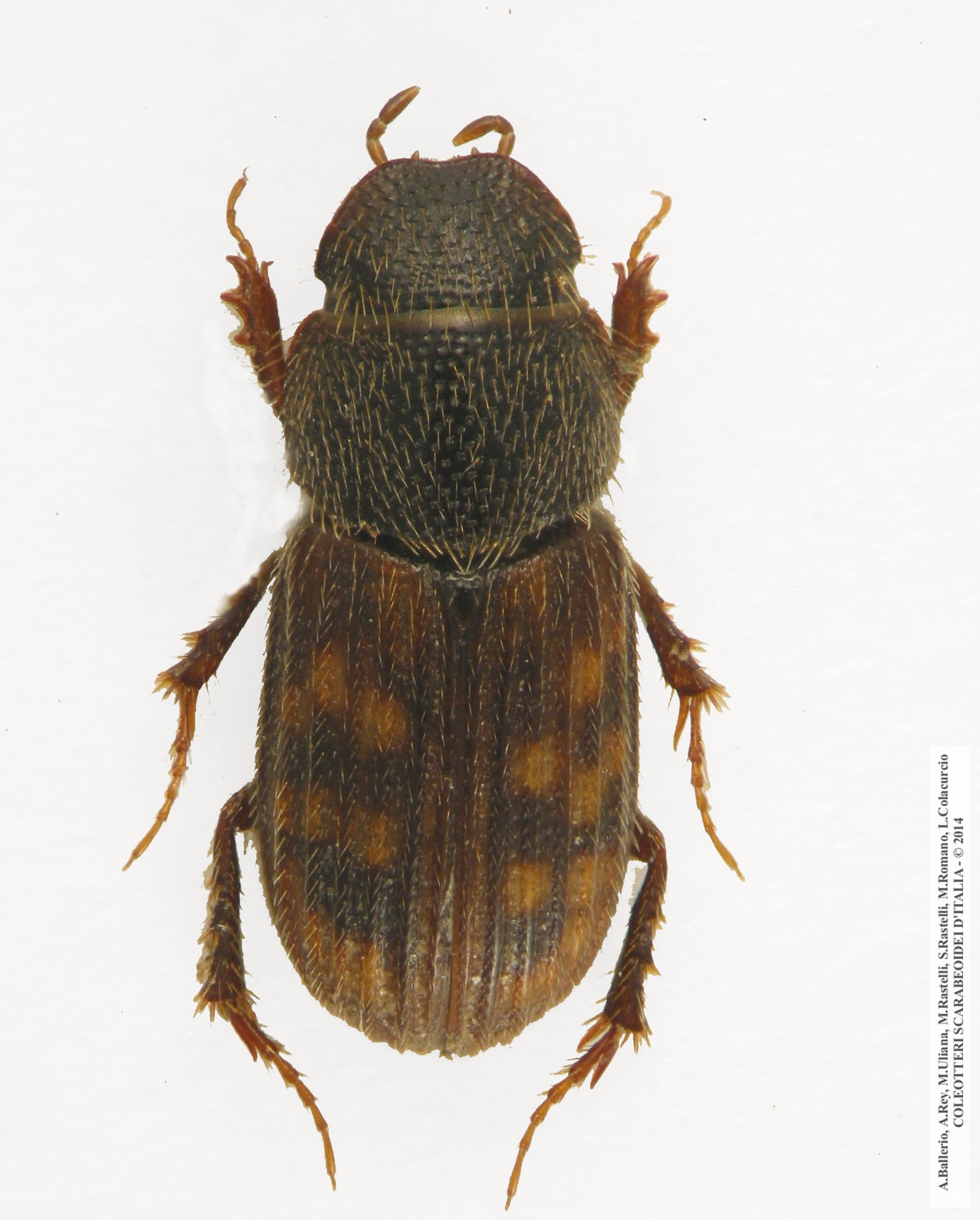 Heptaulacus rasettii, maschio